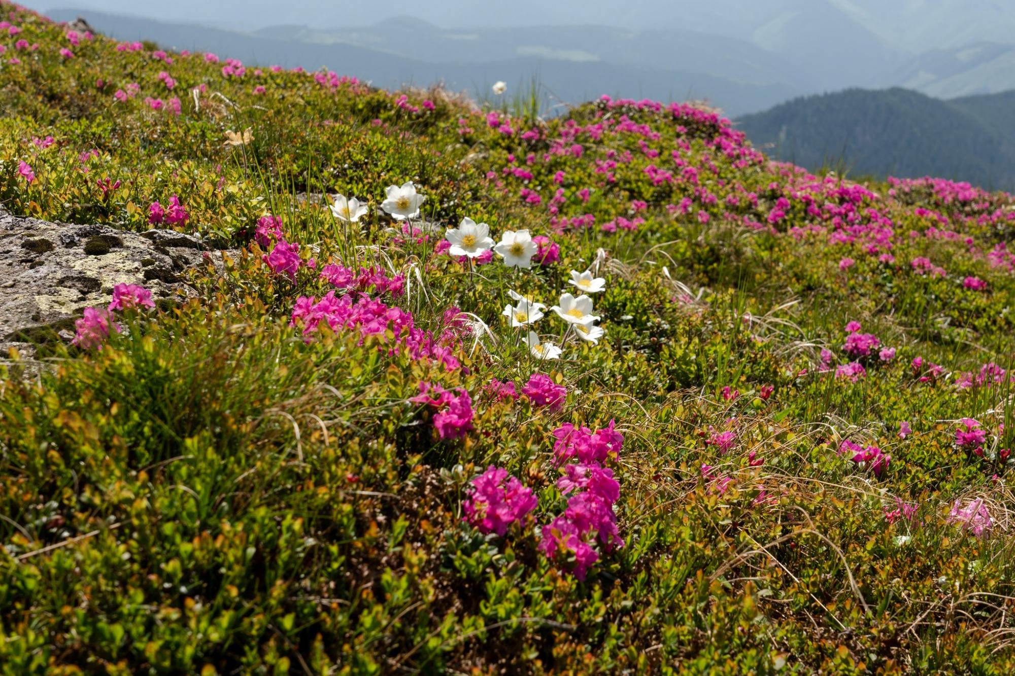 У Карпатах квітне червона рута. Як вона виглядає і де її шукати (фото)